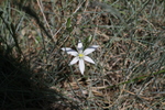 Milchstern