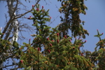 frische Zapfen