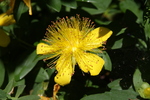 Giardino Botanico