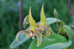 Orchidee