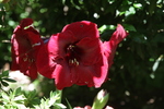 Giardino Botanico
