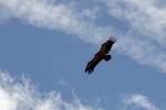 Fauna