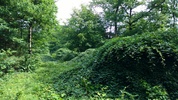S&uuml;ntelbuchenwald