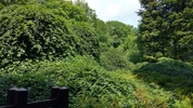 S&uuml;ntelbuchenwald
