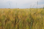 Kornfeld