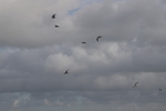 Quiberville-sur-mer
