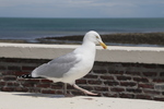 M&ouml;we