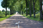 Allee