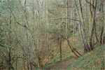 Fr&uuml;hling