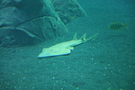 Blackchin guitarfish (Rhinobatos cemiculus)