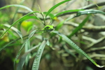 Gr&uuml;ne Mamba