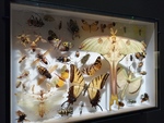 Cabinets de Curiosit&eacute;s