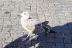 Wismar