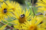 Barockgarten