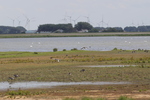 Vogelschutzgebiet Hauke-Haien-Koog