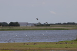 Vogelschutzgebiet Hauke-Haien-Koog