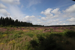 Heide