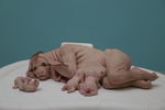 Patricia Piccinini - The Young Family