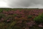 Erikabl&uuml;te