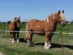 Pferd