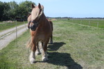Pferd