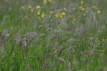 Wiese