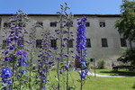 Flora