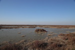 Camargue
