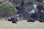 Camargue