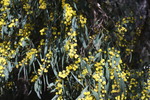 Mimosenbl&uuml;hte