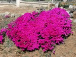 Lampranthus spectabilis
