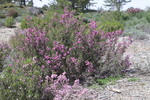 Serra da Estrela