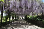 Glyzinenpergola