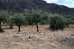 Olivenhain (steinreich)