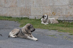 Herdenschutzhunde