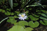 Les Jardins d'eau