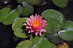 Les Jardins d'eau
