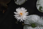 Les Jardins d'eau