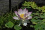Les Jardins d'eau