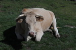 Col d'Aspin