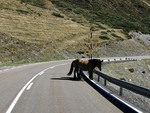 Wildwechsel