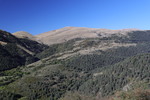 bei Ribes