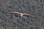 Gorges du Verdon