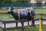 Cow Parade
