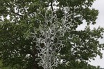 Petr Novotn&yacute; - Glass Tree