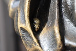 Gl&uuml;cksmaus (Schneider-Wibbel Detail)