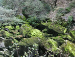 Sorgue