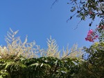 Giardini Reali