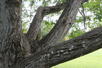 Nu&szlig;baum
