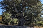 Baum mit Charakter
